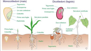 Photo of Semi e altre forme di riproduzione delle piante