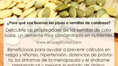 Photo of Semi di zucca: 10 buoni motivi per sfruttare le proprietà dei semi di zucca