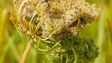 Photo of Raccolta dei semi: consigli per estrarre i semi dagli ortaggi a radice