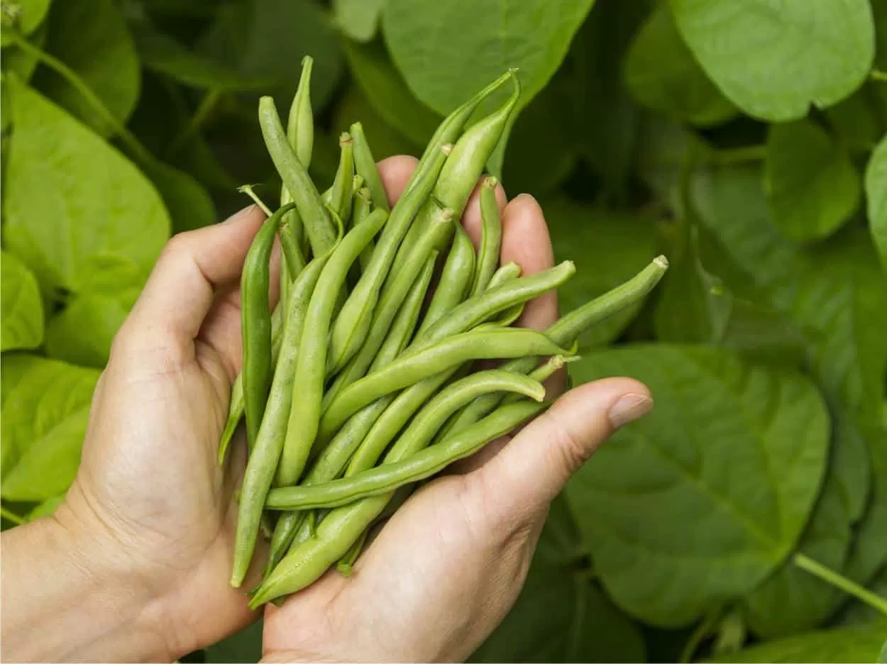 Photo of Semina fagiolini nell’orto biologico