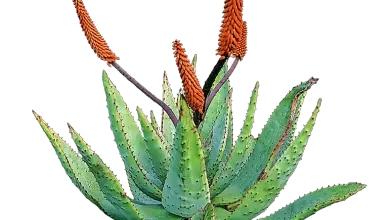 Photo of Aloe Vera: [Semina, cura, irrigazione, substrato e parassiti]