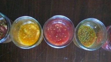 Photo of Semi di pomodoro: come conservare i semi di diverse varietà