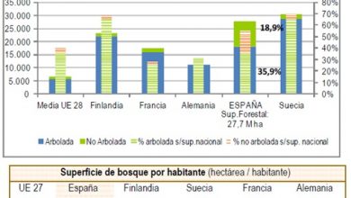 Photo of Fatti importanti sulle foreste in Spagna