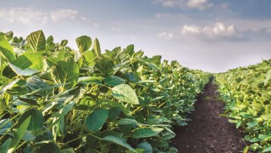 Photo of Soia: uno strumento per monitorare l’agricoltura e l’alimentazione