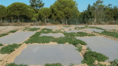 Photo of Solarizzazione del suolo. Disinfezione ecologica con plastica