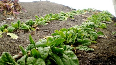 Photo of Spinaci: la sua coltivazione biologica in giardino
