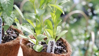 Photo of Stevia, come coltivarla in vaso