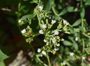 Photo of Stevia: [Semina, cura, irrigazione, substrato e parassiti]