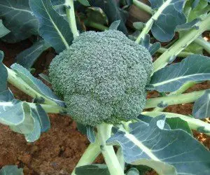 Photo of Suggerimenti per coltivare i broccoli in modo biologico