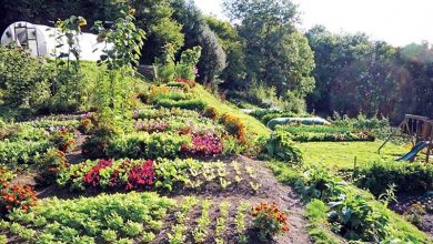 Photo of Suggerimenti per mantenere un orto o un giardino biologico sano healthy