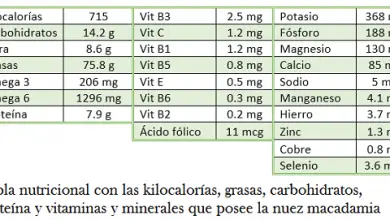 Photo of ▷ Proprietà della noce di macadamia 【Applicazioni e benefici】