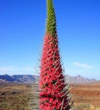 Photo of El Tajinaste: [Pianta, cura, irrigazione, substrato, caratteristiche]