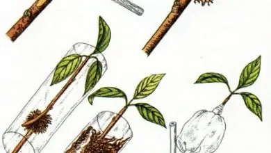 Photo of Talee e margotta, due modi per riprodurre o moltiplicare le piante