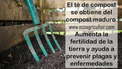 Photo of Tè al compost: cos’è e come si fa