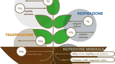 Photo of Tecniche per la nutrizione delle piante in agricoltura biologica