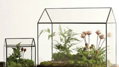 Photo of Come realizzare un giardino in miniatura: terrari