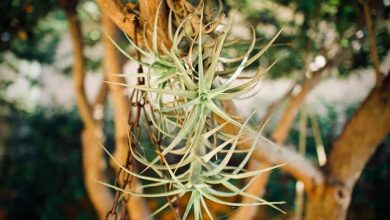 Photo of Tillandsia o impianto aereo: [Pianta, cura, irrigazione e substrato]