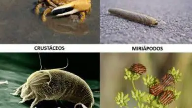 Photo of Differenza tra acaro e insetto: che insetto ho sulle mie piante?