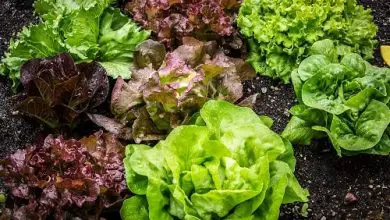 Photo of Lattuga: nutrienti, benefici per la salute e diversi tipi di questa verdura a foglia verde