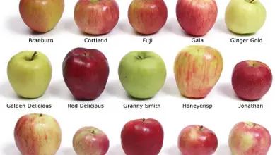 Photo of Benefici e proprietà della mela perché vorrai aggiungerla alla tua dieta