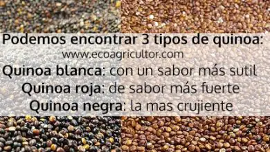 Photo of Quinoa o quinoa: proprietà e benefici di questo alimento