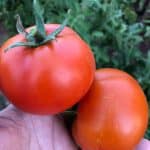 Photo of Tipi di Pomodori e Varietà Più Coltivate: Guida Completa [breadcrumb]
