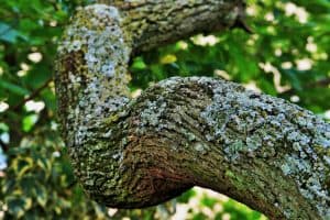 Photo of Albero di Tipuana: [Pianta, cura, irrigazione, potatura, parassiti]