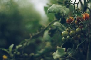 Photo of Trapianto di pomodori: [Come farlo passo dopo passo]