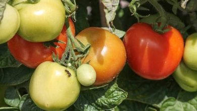 Photo of Parassiti e malattie del pomodoro: guida completa con foto e suggerimenti