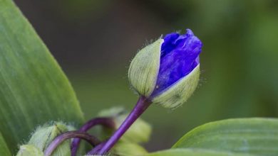 Photo of Coltiva nel tuo giardino la Tradescantia (tronco del Brasile): [Irrigazione, cura, potatura e substrato]