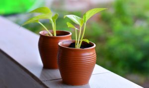 Photo of Come trapiantare una pianta d’appartamento: [Guida completa]