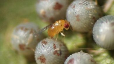 Photo of Trichogramma: vespe benefiche per la lotta biologica ai parassiti