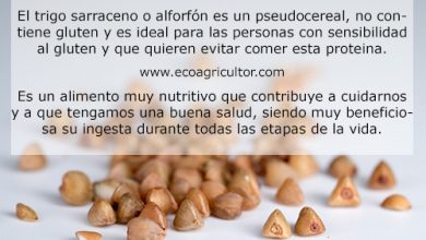 Photo of Grano Saraceno o Grano Saraceno: valori nutrizionali e benefici del consumo di questo pseudocereale senza glutine