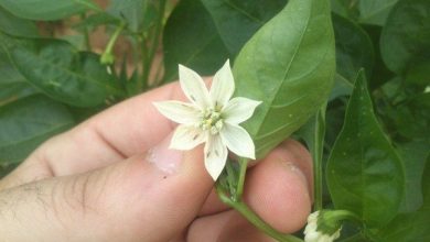 Photo of Insetti nei fiori delle piante: cosa sono e come combatterli