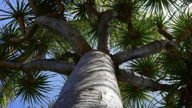Photo of Seminare Dracaena Fragrans Massageana o tronco brasiliano: cura e irrigazione