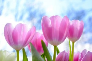 Photo of Quando coltivare i tulipani: [temperatura ed emisfero]