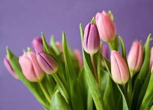 Photo of Parassiti e malattie dei tulipani: [rilevamento, cause e soluzioni]