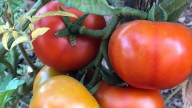 Photo of Elenco dei principali parassiti e malattie del pomodoro