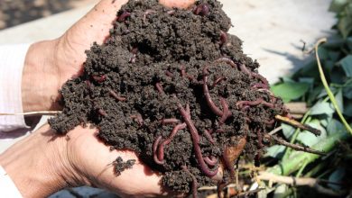 Photo of Vermicompost: benefici e come usarlo