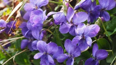 Photo of Violetta, una pianta eccezionale per disturbi della pelle e delle vie respiratorie, insonnia e febbre