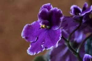 Photo of Sow African Violet: [Necessità, substrato, irrigazione e coltivazione]