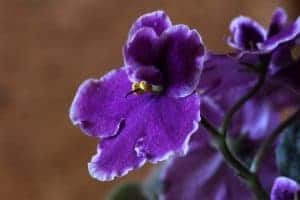 Photo of Sow African Violet: [Necessità, substrato, irrigazione e coltivazione]