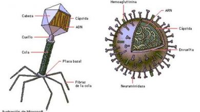 Photo of Virus nelle piante: come eliminare i virus nelle piante?