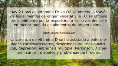 Photo of Vitamina D: tipi, funzioni e i 20 migliori alimenti con vitamina D
