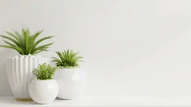 Photo of Piantare indoor per decorare la tua casa: dove acquistare? Elenco