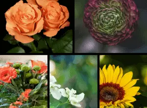 Photo of I 26 fiori selvatici più comuni, belli e facili da coltivare