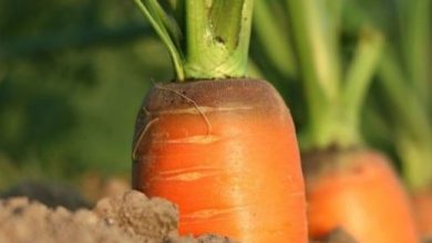 Photo of Malattie della carota: guida completa con immagini