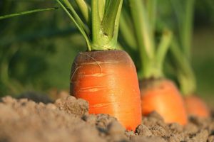 Photo of Parassiti e malattie della carota