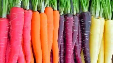 Photo of Come coltivare le carote passo dopo passo: semina, raccolta e altro