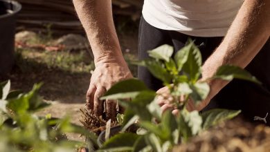 Photo of Come curare e cosa piantare nel nostro giardino di casa?